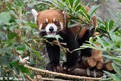 Red Panda DSC_6999