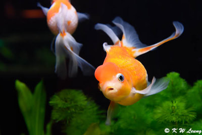 Goldfish DSC_7006