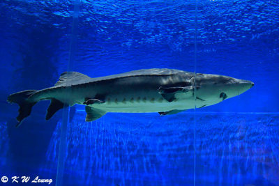 Chinese sturgeon DSC_6908