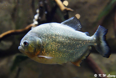 Red-bellied Piranha DSC_6851