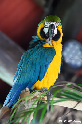 Blue and Yellow Macaw DSC_6904