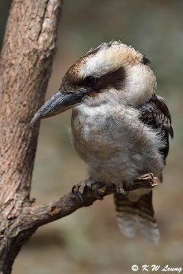 Laughing Kookaburra DSC_6946