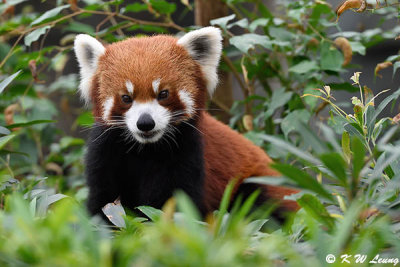 Red Pandas