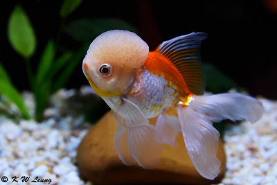 Goldfish DSC_7029