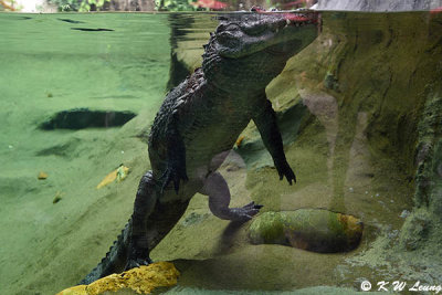 Crocodile DSC_6988