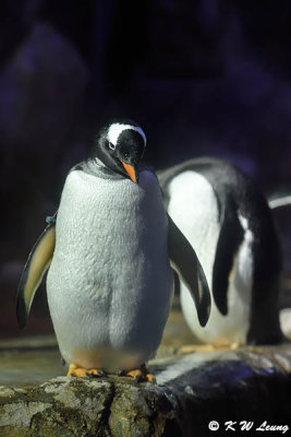 Gentoo penguin DSC_6805