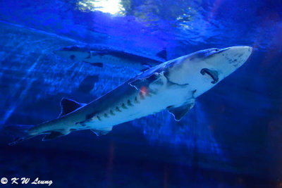 Chinese sturgeon DSC_6915