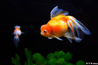 Goldfish DSC_7007
