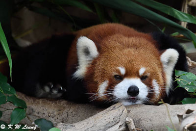 Red Panda DSC_7000