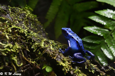 Blue poison dart frog DSC_6856