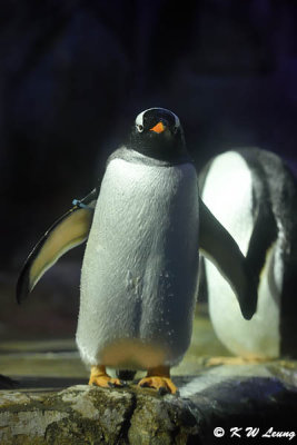Gentoo penguin DSC_6794