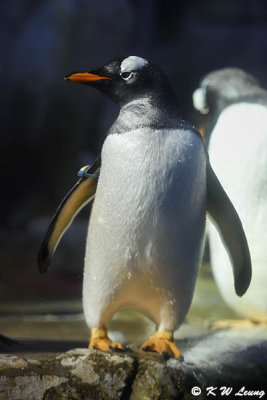 Gentoo penguin DSC_6793