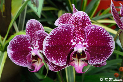 Orchid DSC_8583