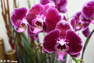 Orchid DSC_8569
