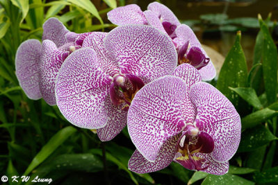 Orchid DSC_8595