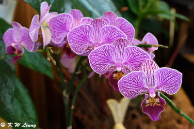 Orchid DSC_8572