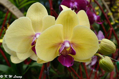 Orchid DSC_0748