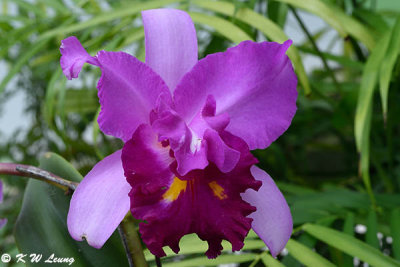 Orchid DSC_0743