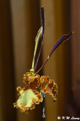 Orchid DSC_0754