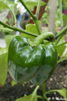 Green bell pepper P9210247