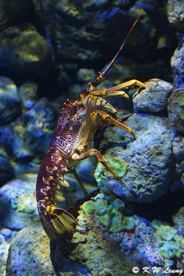 Lobster DSC_1343