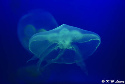 Jellyfish DSC_1403