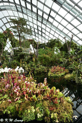 Cloud Forest DSC_1520