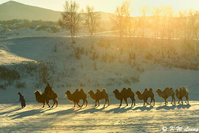 Winter in Inner Mongolia (冬日內蒙)