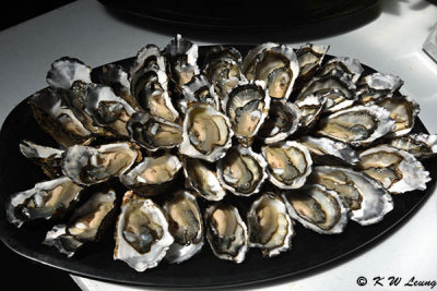 Oysters DSC_1992
