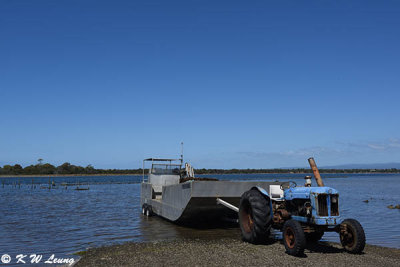 Oyster farm DSC_1983