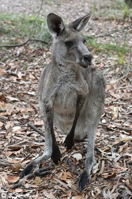Kangaroo DSC_2574