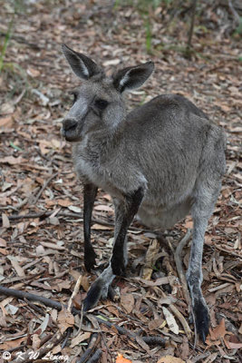 Kangaroo DSC_2535