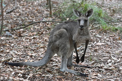 Kangaroo DSC_2547