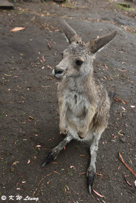 Kangaroo DSC_2194