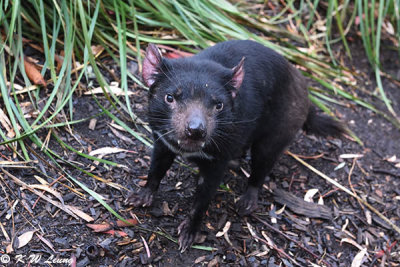 Tasmania devil DSC_2140