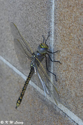 Dragonfly DSC_2317