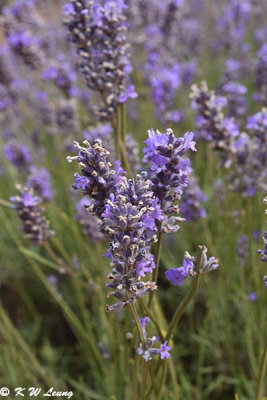 Lavender DSC_1782
