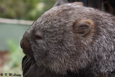 Sleepy Wombat DSC_2119
