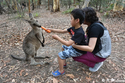 Feeding kangaroo DSC_2543