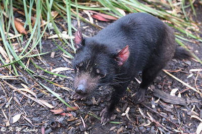 Tasmania devil DSC_2141