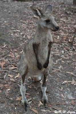 Kangaroo DSC_2538