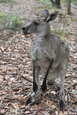 Kangaroo DSC_2569
