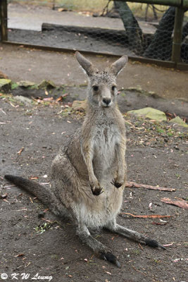 Kangaroo DSC_2190