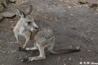 Kangaroo DSC_2242