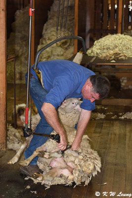 Shearing demo DSC_2064
