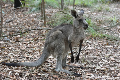 Kangaroo DSC_2551