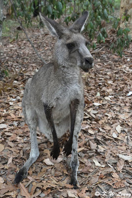 Kangaroo DSC_2588