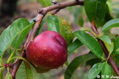 Sorell Fruit Farm DSC_2253