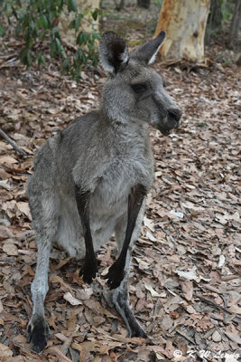 Kangaroo DSC_2593