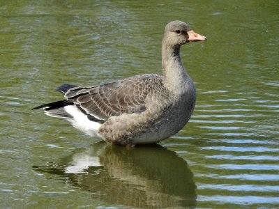 W Fronted Goose